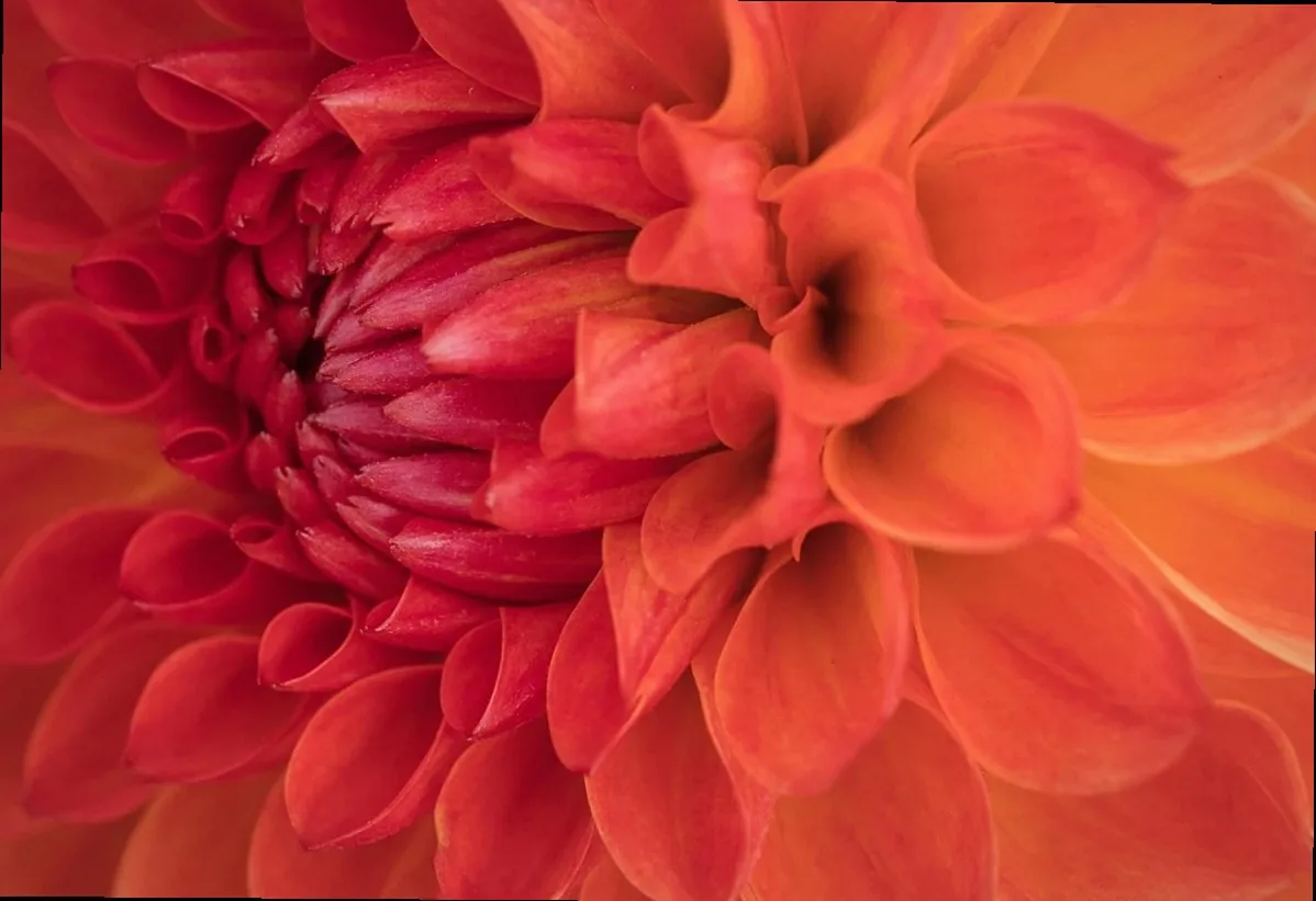 A deep red dahlia opening, photographed close up