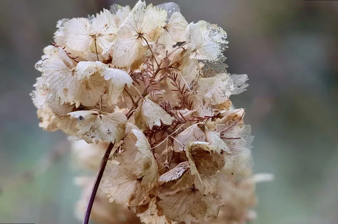 A dried hydrangea wreath made up for a front door