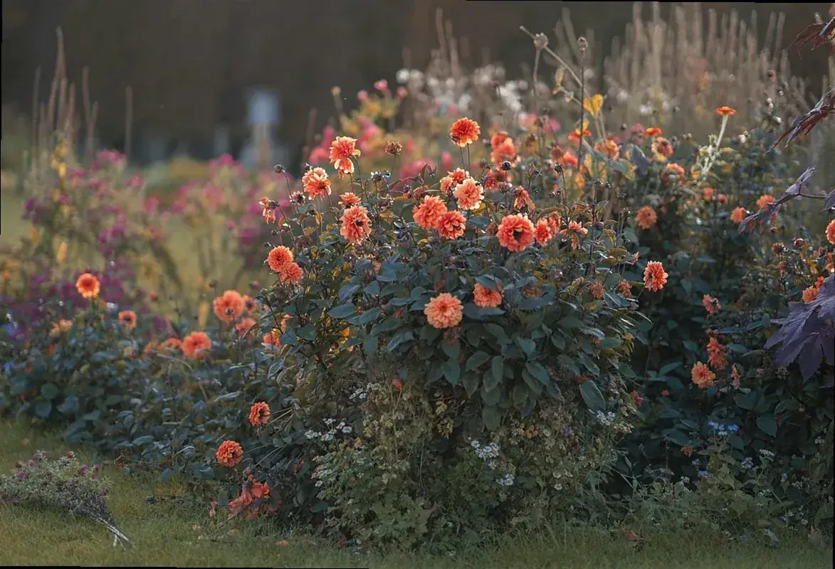 Dahlias flowering in a garden bed in autumn